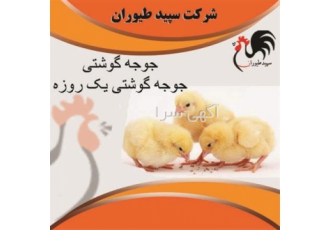 قیمت مناسب جوجه یک روزه گوشتی از مزرعه تخصصی پرورش طیور در تهران اگر