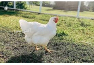 صفر تا صد دوره آموزشی پرورش مرغ گوشتی در تهران صفر تا صد دوره پرورش مرغ