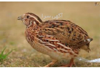 آموزش پرورش بلدرچین به صورت تخصصی در تهران اموزش تخصصی پرورش بلدرچین