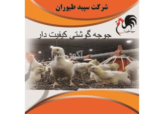 فروش جوجه مرغ گوشتی، یک روزه با نژادهای مختلف بانک طیور ایران