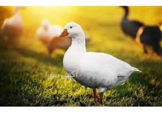 دوره آموزش پرورش غاز کامل و جامع
