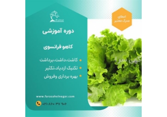 سیر تا پیاز تولید کاهو فرانسوی