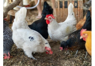 فروش استثنایی نیمچه مرغ بومی تخم گذار اصلاح نژاد شده چهار ماهه در ساری
