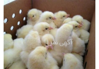 جوجه یک روزه فوق سنگین راس ۳۰۸ طیور در تهران جوجه یک روزه فوق سنگین