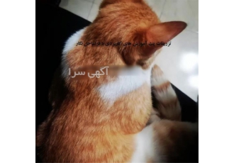 آموزش تزریقات رگ گیری تزریق و سرم تراپی پت در تهران آموزش تزریقات