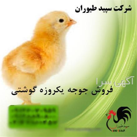 طیور دامپزشک