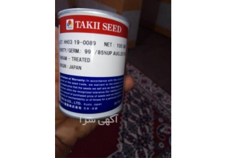 بذر پیاز تاکی