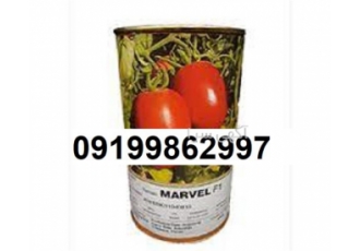 خرید بذر گوجه فرنگی مارول ، پر فروش اصل