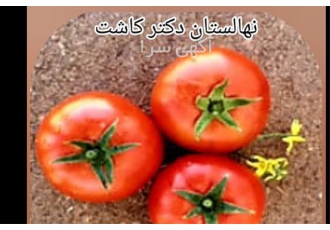 فروش عمده بذر گوجه زمان در تبریز بذر گوجه گلناز بذر گوجه گلناز یک