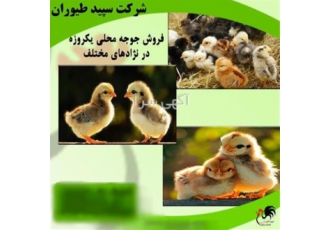 فروش جوجه یک روزه پرورش طیور در تهران اگر به دنبال جوجه یک روزه