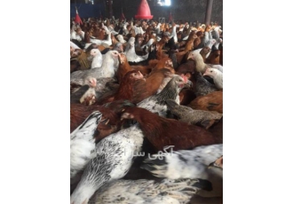 فروش نیمچه چهار ماهه بومی گلپایگانی - طیور
