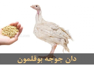 فروش و قیمت دان مخصوص بوقلمون طیور در تهران فروش و قیمت دان مخصوص