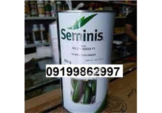 عرضه بذر خیار رویال اصل