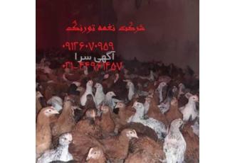 فروش مرغ گلپایگان اصلاح نژاد شده