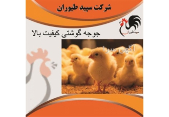 اصول پرورش مرغ گوشتی یک روزه طیور در تهران اصول پرورش مرغ گوشتی یک