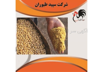 فروش عمده دان مرغ محلی با کیفیت برتر