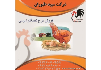 مرغ تخم گذار بومی کیفیت بالا قیمت روز - طیور