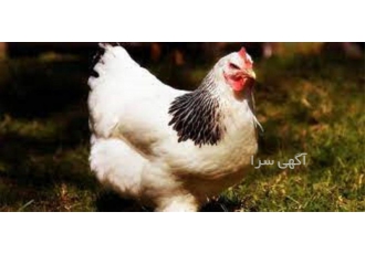 آموزش صفر تا صد پرورش مرغ بومی در تهران آموزش تخصصی پرورش مرغ بومی