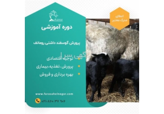 آموزش پرورش گوسفند رومانف بصورت تجاری در تهران گوسفند نژاد رومانف