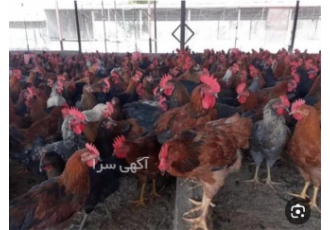 مرغ و خروس رود آیلندر: خریدی با کیفیت و منحصر به فرد در ساری مرغ رود