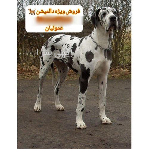آگهی سگ پیدا شده