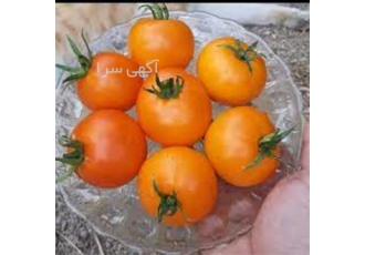 بذر گوجه فرنگی ، توزیع بذر گوجه فرنگی باسیمو