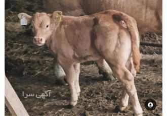 فروش گوساله سیمینتال و هلشتاین اصیل و با کیفیت دارای مجوز دامپزشکی در یزد