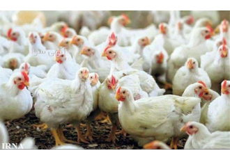 آموزش پرورش مرغ گوشتی ، تخصصی به همراه مدرک