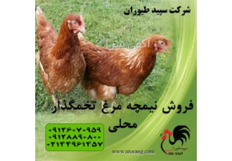 قیمت نیمچه مرغ محلی با بهترین کیفیت و قیمت مناسب