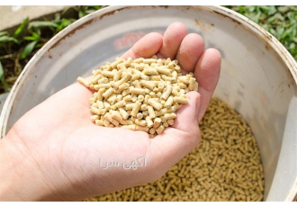 تولید و پخش خوراک مرغ تخمگذار صنعتی و محلی در نور تولید و پخش خوراک مرغ