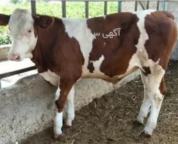 آگهی های دامداری - تبریز