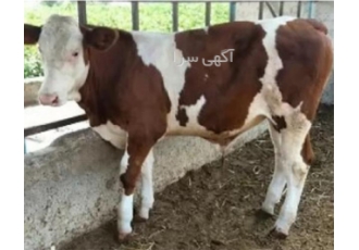 پیشنهاد ویژه خرید گوساله‌های اصیل با کیفیت در تبریز دامداری حاج فرزاد