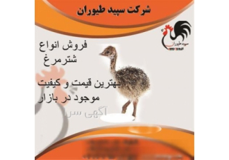 فروش جوجه شترمرغ گردن آبی با دان مخصوص در تهران با خرید جوجه شترمرغ