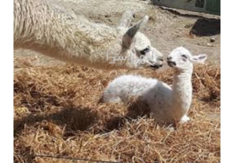آموزش پرورش لاما غیر حضوری و حضوری