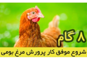 پرورش مرغ بومی پرورش جوجه محلی در تهران آشنایی با انواع نژاد مرغ غذای