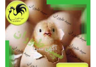 فروش جوجه مرغ گوشتی فروش جوجه گوشتی طیور در تهران فروش جوجه مرغ