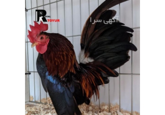 فروش تخم نطفه دار جاپنیز