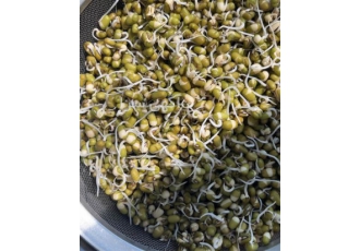 دوره آموزش پرورش جوانه خوراکی