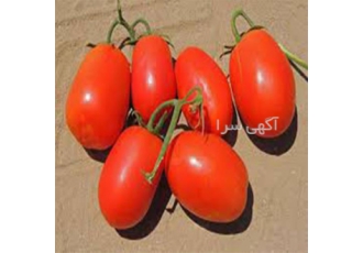 بذر گوجه فرنگی کیمیا F۱ قیمت بذر گوجه فرنگی در تبریز بذر گوجه فرنگی