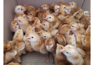 جوجه یک روزه لوهمن اصل با کیفیت بالا و سودآوری بیشتر در نور فروش جوجه