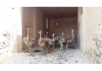 تعداد 30 قطعه جوجه شترمرغ 45 روزه