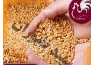 قیمت دان مرغ گوشتی قیمت ویژه دان طیور در تهران قیمت دان مرغ گوشتی