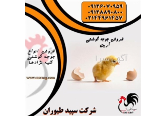 فروش جوجه مرغ گوشتی با کیفیت و سلامت