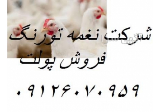 فروش پولت تخمگذار های لاین نغمه تورنگ طیور در تهران حداقل میزان