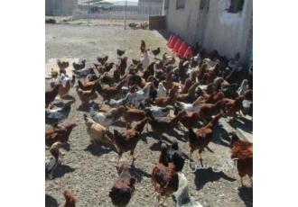 فروش مرغ محلی ۲ ماهه طیور در تهران فروش مرغ محلی 2 ماهه فروش مرغ محلی