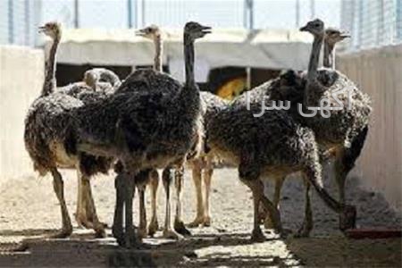 آموزش غذا خوردن با چاپستیک