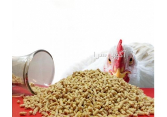 جیره مخصوص مرغ تخم گذار - طیور