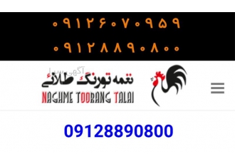 فروش نیمچه خروس گلپایگان اصلاح شده و جهادی در تهران فروش نیمچه خروس