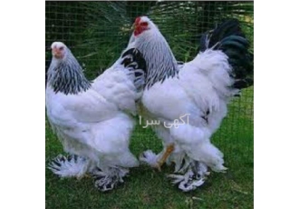صفر تا صد دوره آموزشی پرورش مرغ زینتی