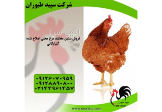 نیمچه گلپایگان فروش مرغ تخم گذار پا به تخم طیور در تهران نیمچه گلپایگان